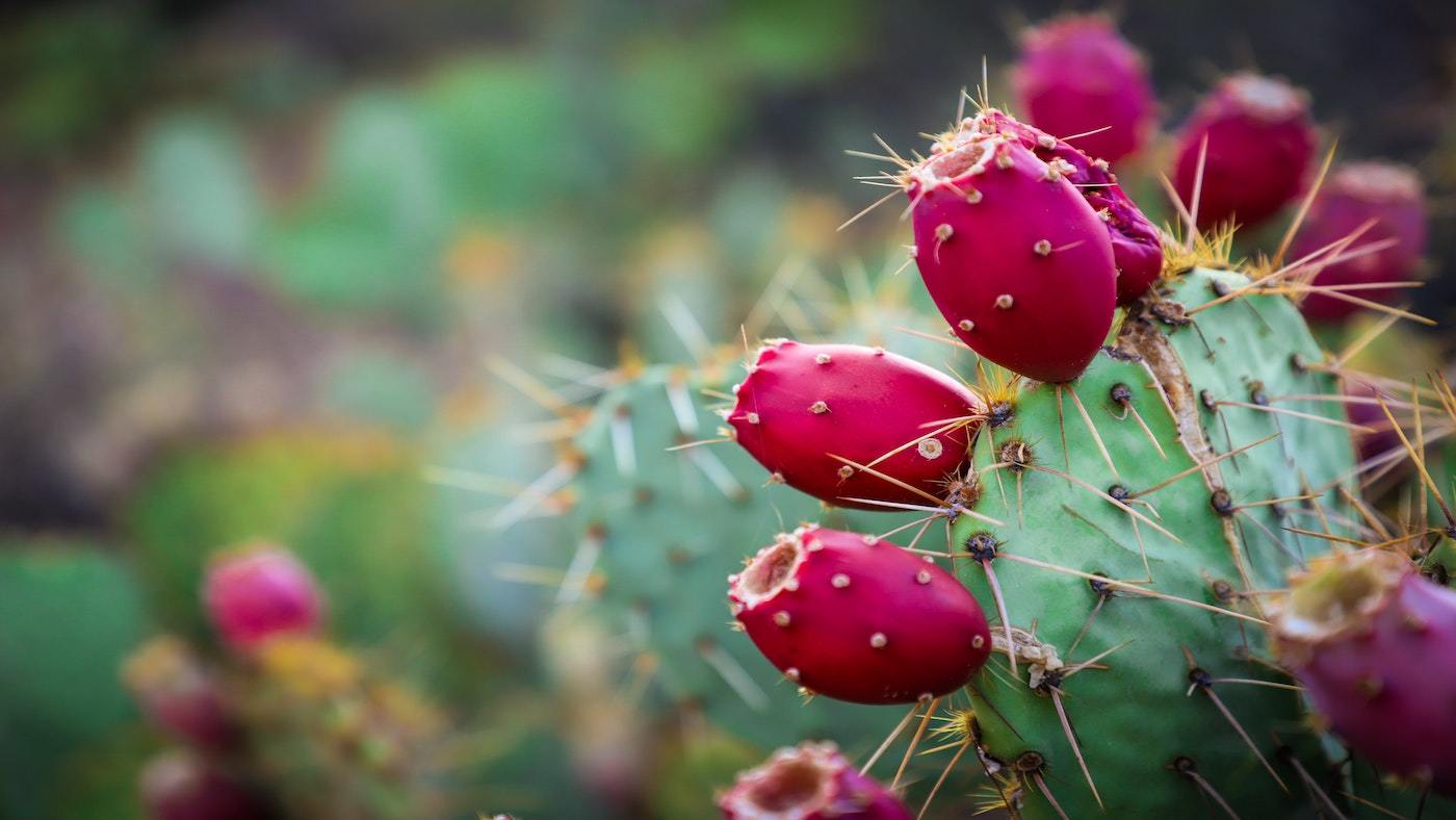 Tru: Enhanced Sparkling Beverages Benefits of Prickly Pear