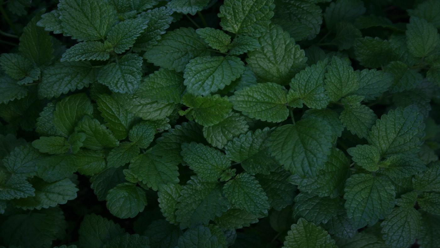 Lemon Balm - Tru